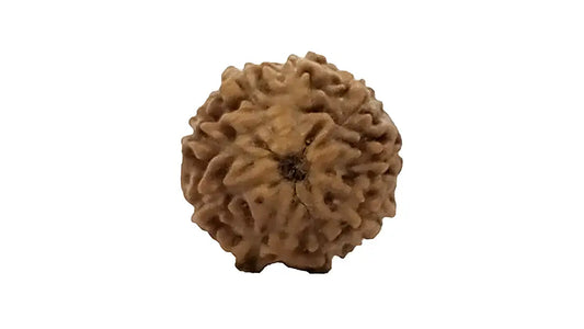 9 Mukhi Rudraksha