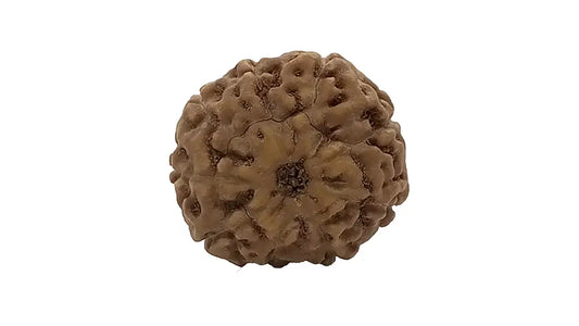 9 Mukhi Rudraksha