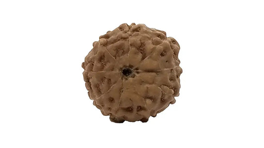 9 Mukhi Rudraksha