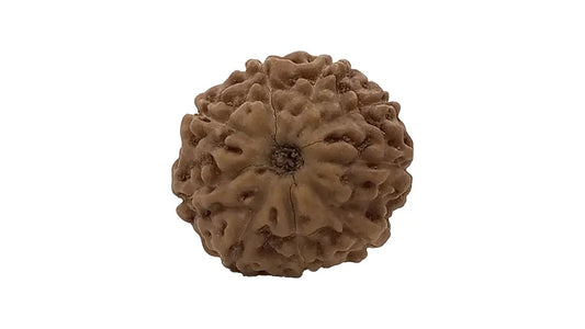 9 Mukhi Rudraksha