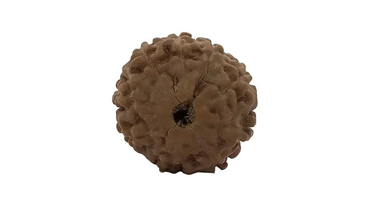 9 Mukhi Rudraksha