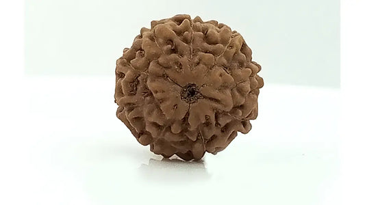 9 Mukhi Rudraksha