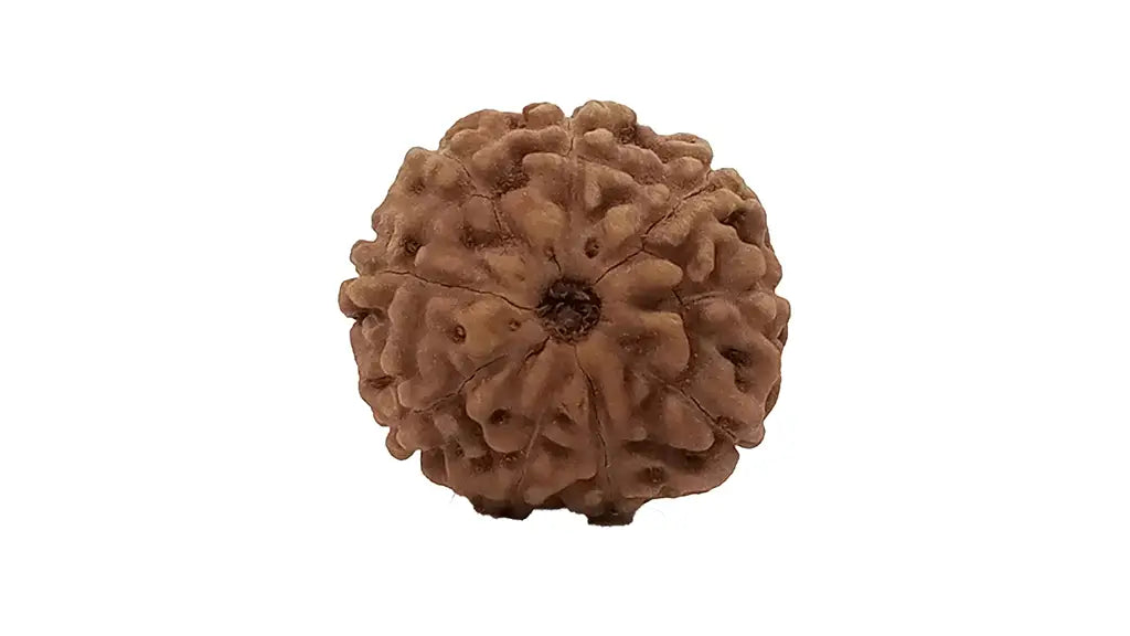 9 Mukhi Rudraksha