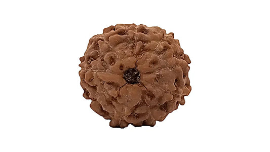 9 Mukhi Rudraksha