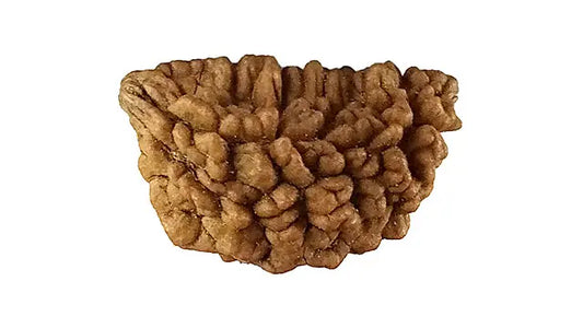 1 Mukhi Rudraksha