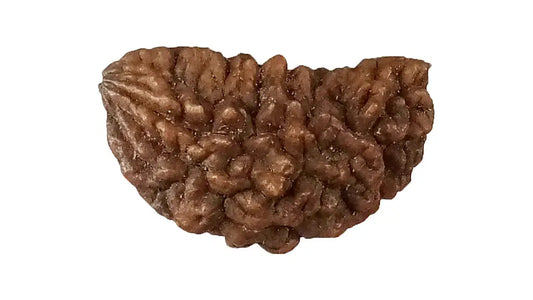 1 Mukhi Rudraksha