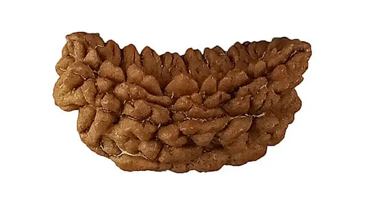 1 Mukhi Rudraksha