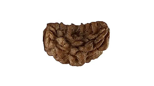 1 Mukhi Rudraksha