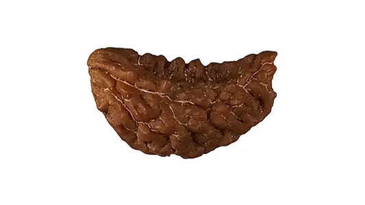 1 Mukhi Rudraksha