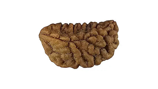 1 Mukhi Rudraksha