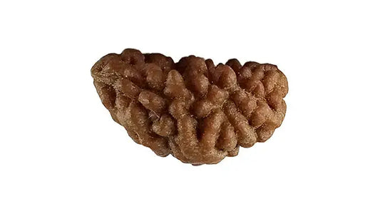 1 Mukhi Rudraksha