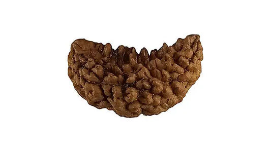 1 Mukhi Rudraksha
