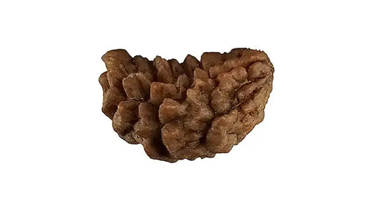 1 Mukhi Rudraksha