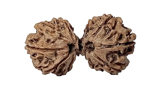 10 Mukhi Gauri Shankar Rudraksha