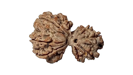 10 Mukhi Gauri Shankar Rudraksha