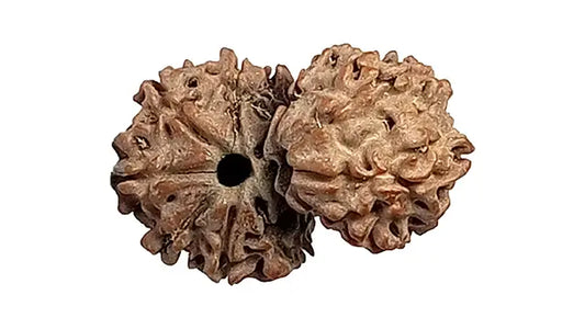 10 Mukhi Gauri Shankar Rudraksha