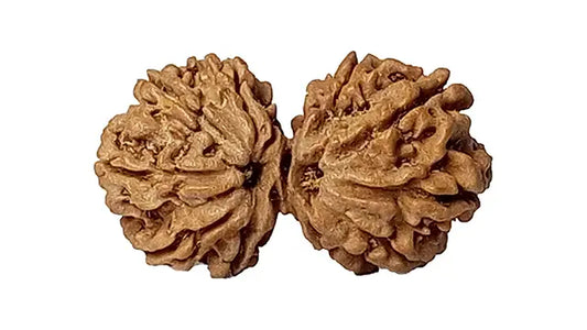 10 Mukhi Gauri Shankar Rudraksha