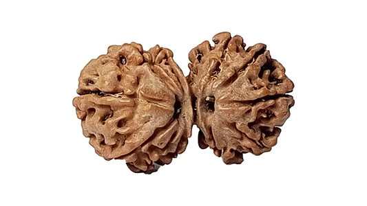 11  Mukhi Gauri Shankar Rudraksha