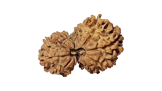 11 Mukhi Gauri Shankar Rudraksha