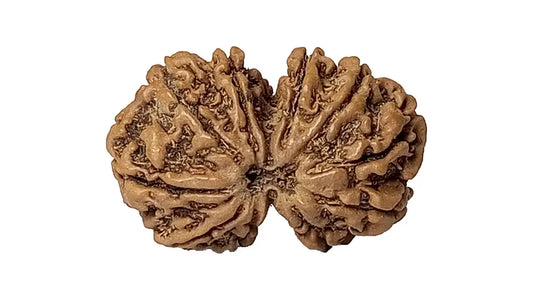 11 Mukhi Gauri Shankar Rudraksha