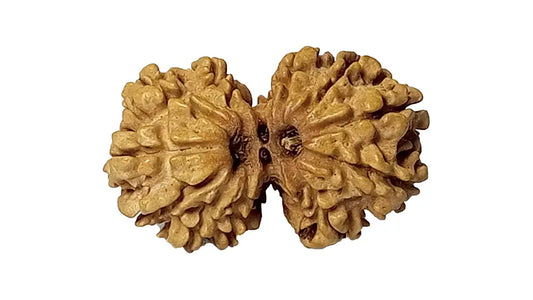 11 Mukhi Gauri Shankar Rudraksha