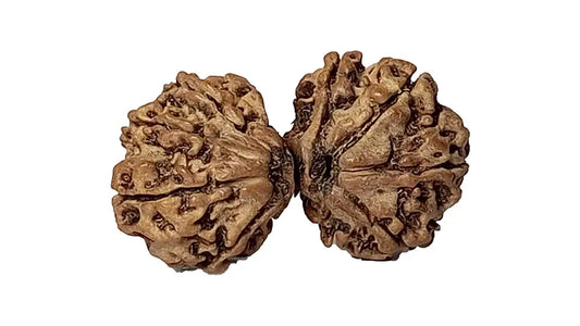 11 Mukhi Gauri Shankar Rudraksha