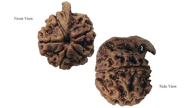 Ganesh Rudraksha