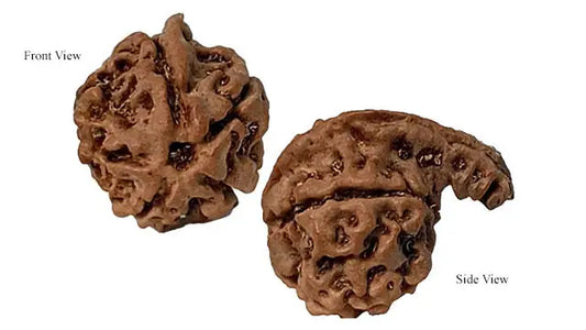 Ganesh Rudraksha