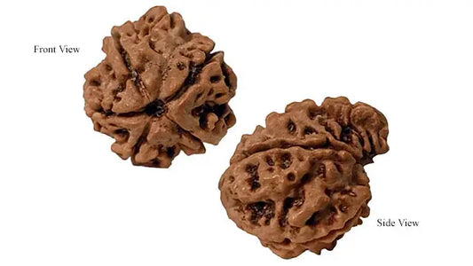 Ganesh Rudraksha