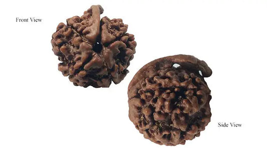 Ganesh Rudraksha