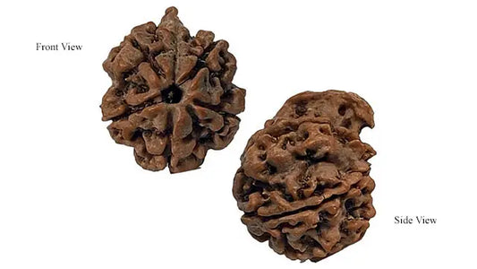 Ganesh Rudraksha