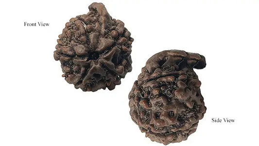 Ganesh Rudraksha