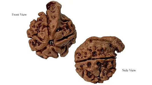 Ganesh Rudraksha