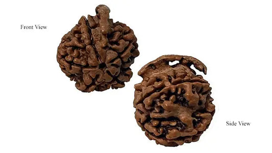 Ganesh Rudraksha
