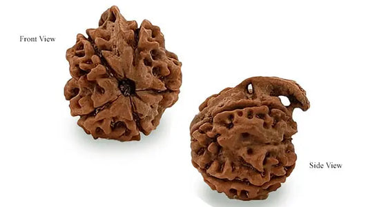 Ganesh Rudraksha