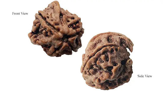 Ganesh Rudraksha