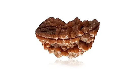 2 Mukhi Rudraksha (Half Moon Shape)