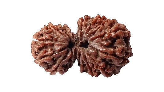 15 Mukhi Gauri Shankar Rudraksha