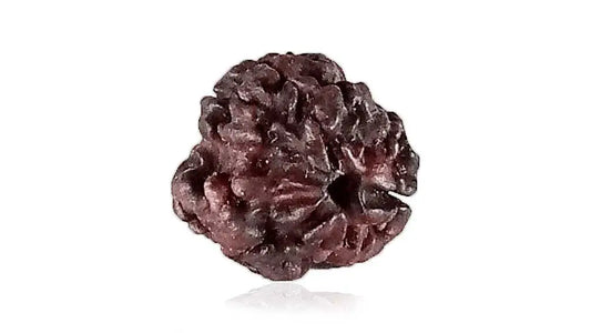 3 Mukhi Rudraksha