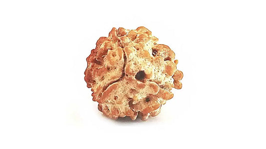 3 Mukhi Rudraksha