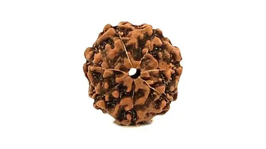 7 Mukhi Rudraksha