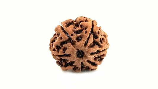 7 Mukhi Rudraksha