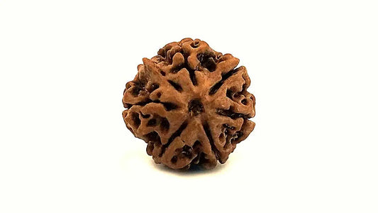 7 Mukhi Rudraksha