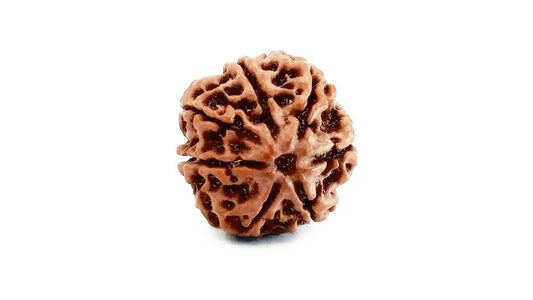 7 Mukhi Rudraksha