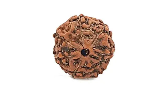 7 Mukhi Rudraksha