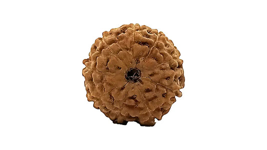 9 Mukhi Rudraksha