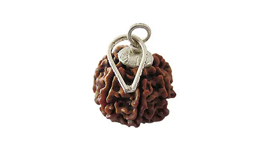 7 Mukhi Rudraksha