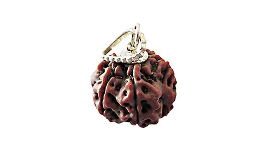 6 Mukhi Rudraksha