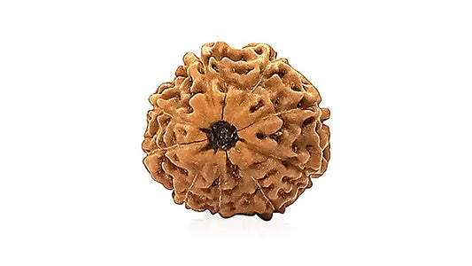 9 Mukhi Rudraksha