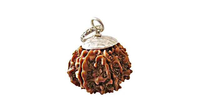 9 Mukhi Rudraksha